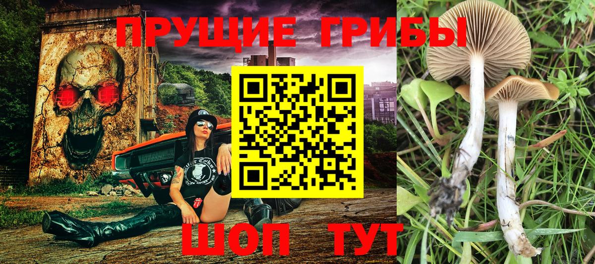 Грозный  Галлюциногенные грибы мухоморы  Вход с VPN  Псилоцибиновые грибы Psilocybe 